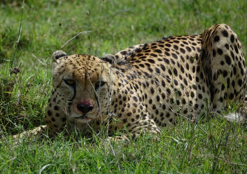 76041 Tierwelt - Gepard Puzzle