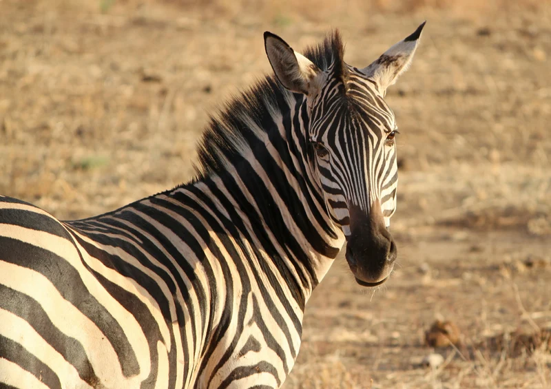 76403 Natur - Zebra Puzzle