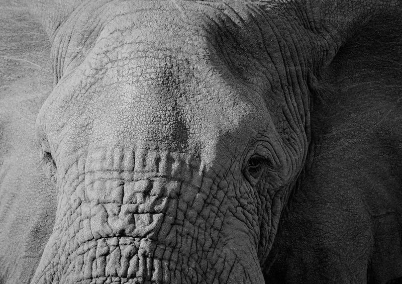 76407 Natur - Elefant Puzzle