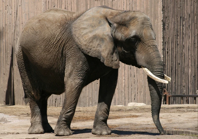 76425 Natur - Elefant Puzzle