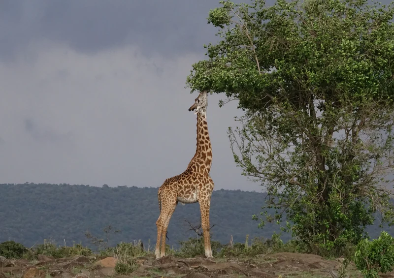 76436 Natur - Giraffe Puzzle