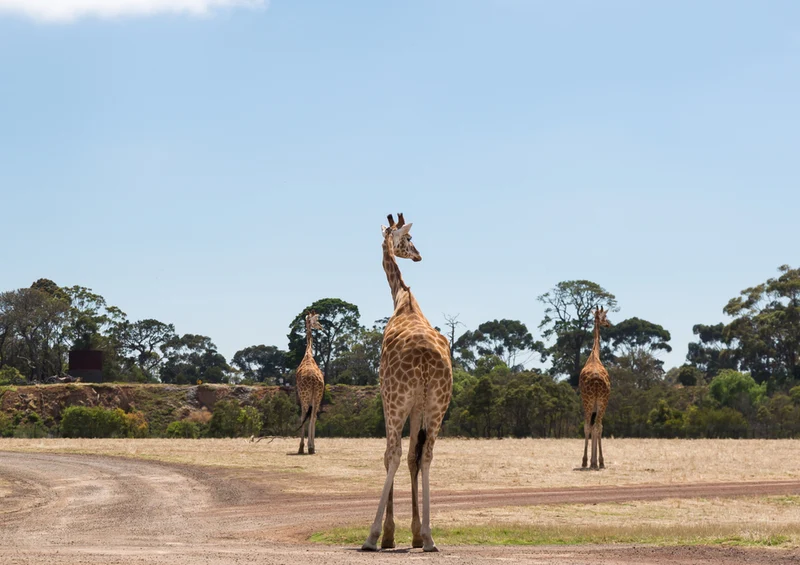 78210 Natur - Giraffen Puzzle