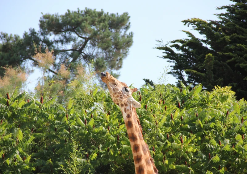 78215 Natur - Giraffe Puzzle
