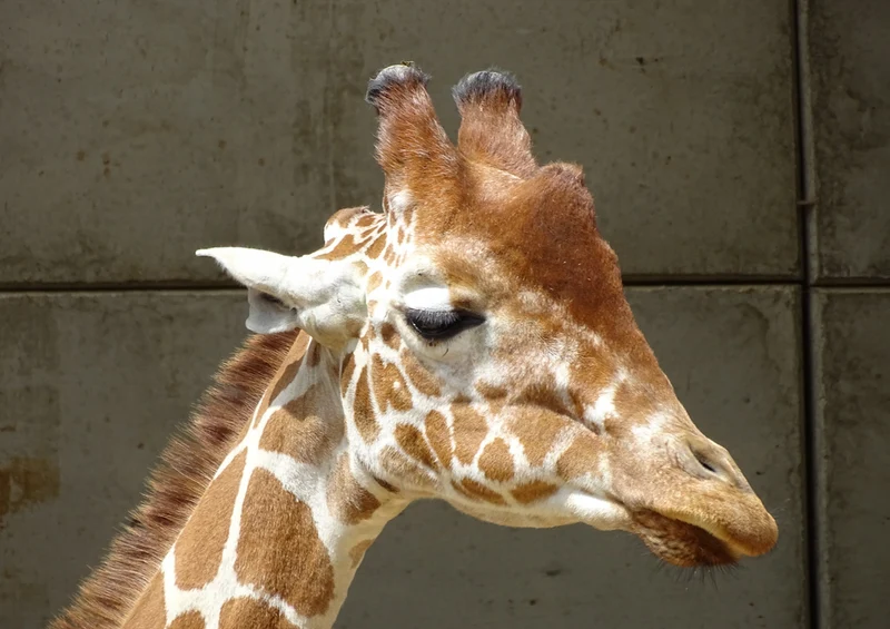 78219 Natur - Giraffe Puzzle