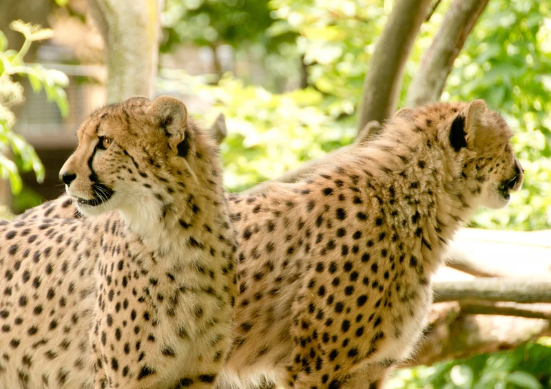 78223 Natur - Jaguar Puzzle