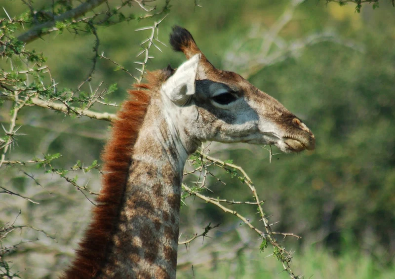 78224 Natur - Giraffe Puzzle