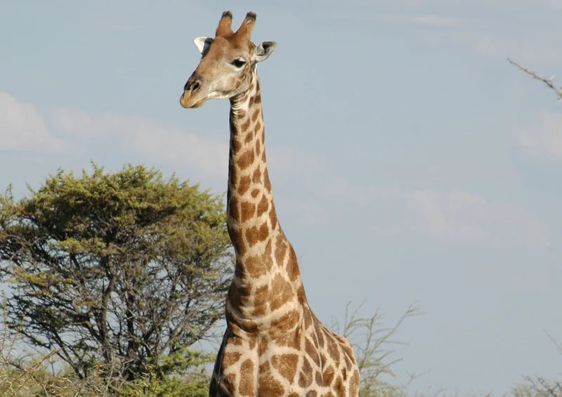 78225 Natur - Giraffe Puzzle