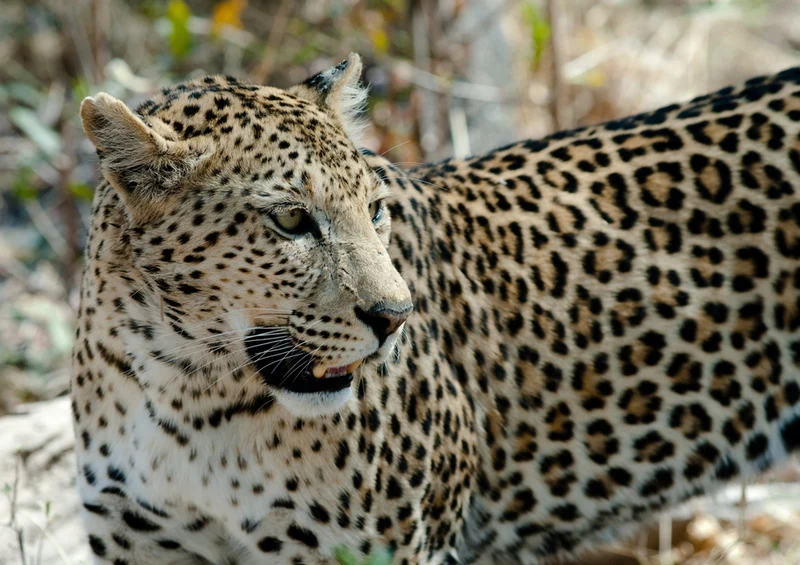 77715 Natur - Leopard Puzzle