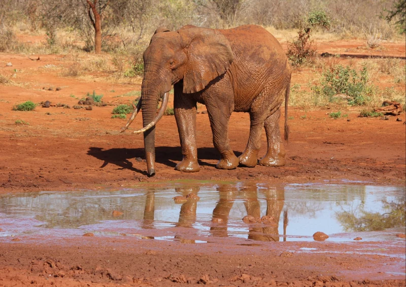 78409 Natur - Elefant Puzzle