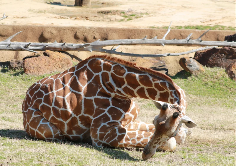 78411 Natur - Giraffe Puzzle