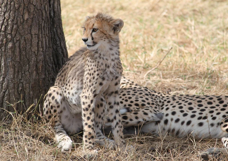 78427 Natur - Gepard Puzzle