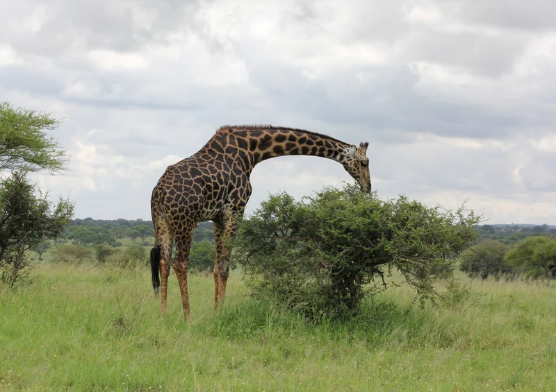 78428 Natur - Giraffe Puzzle