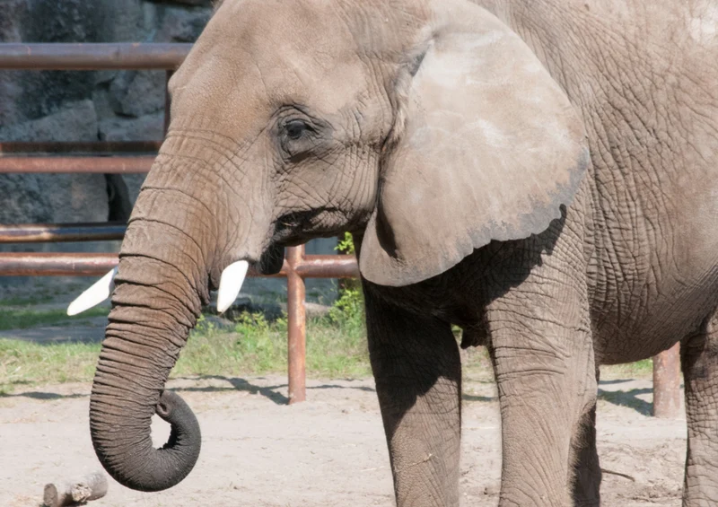 75612 Tierwelt - Elefant Puzzle