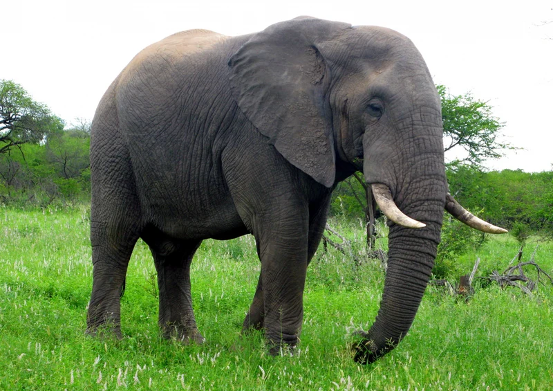 75617 Tierwelt - Elefant Puzzle