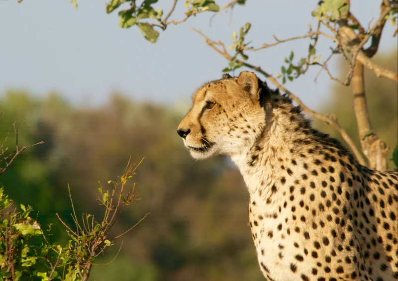 70482 Natur - Gepard Puzzle