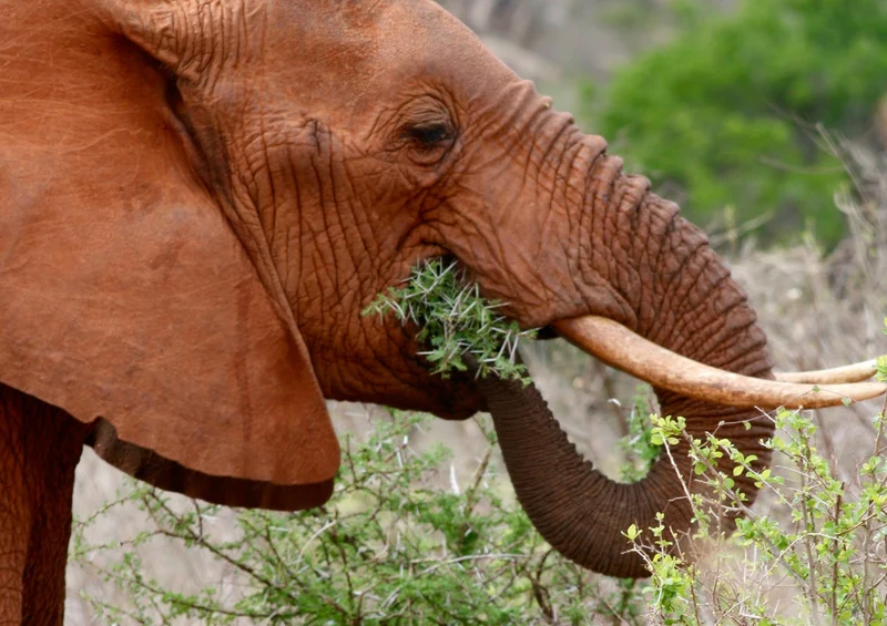75631 Tierwelt - Elefant Puzzle