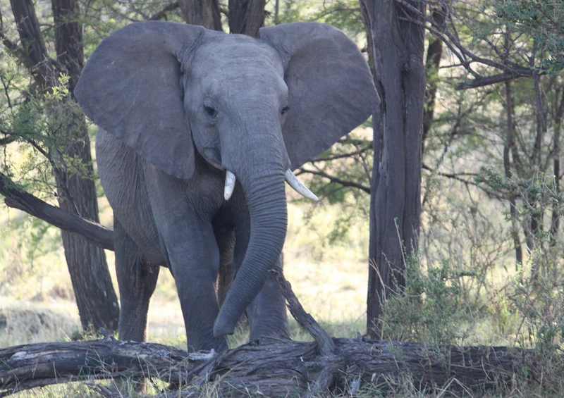 75637 Tierwelt - Elefant Puzzle