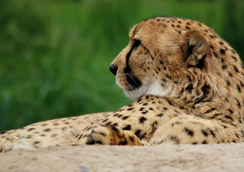 75641 Tierwelt - Gepard Puzzle
