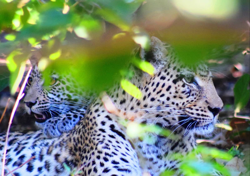 75861 Tierwelt - Leopard Puzzle