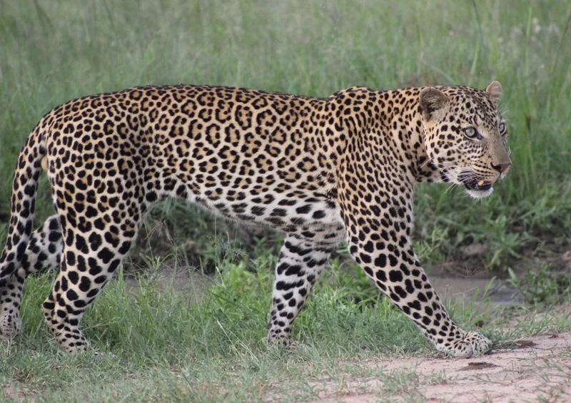 75867 Tierwelt - Leopard Puzzle