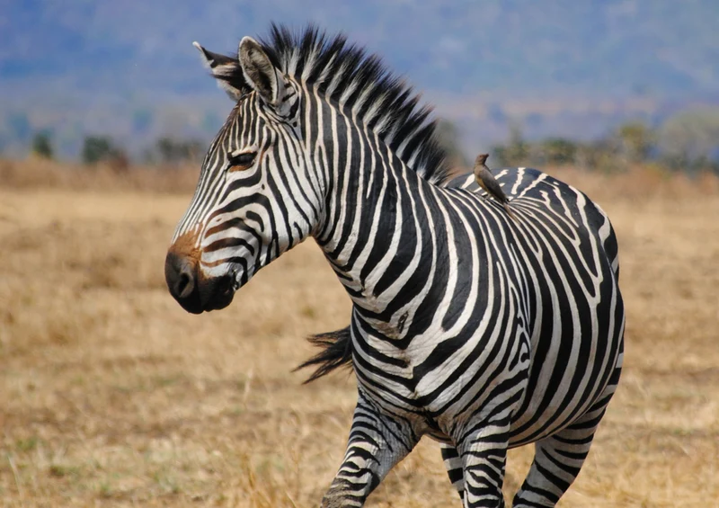 75868 Tierwelt - Zebra Puzzle