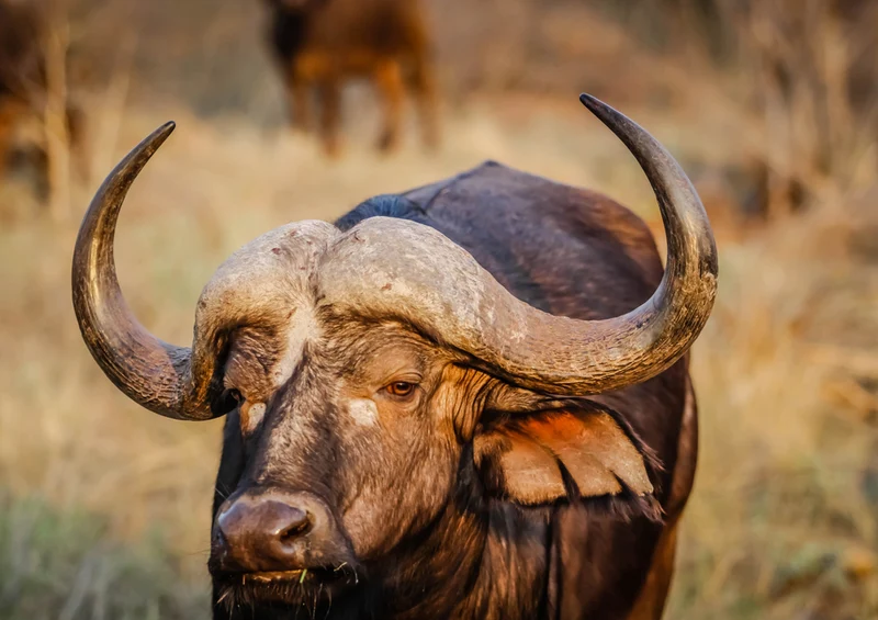 75885 Tierwelt - Stier Puzzle