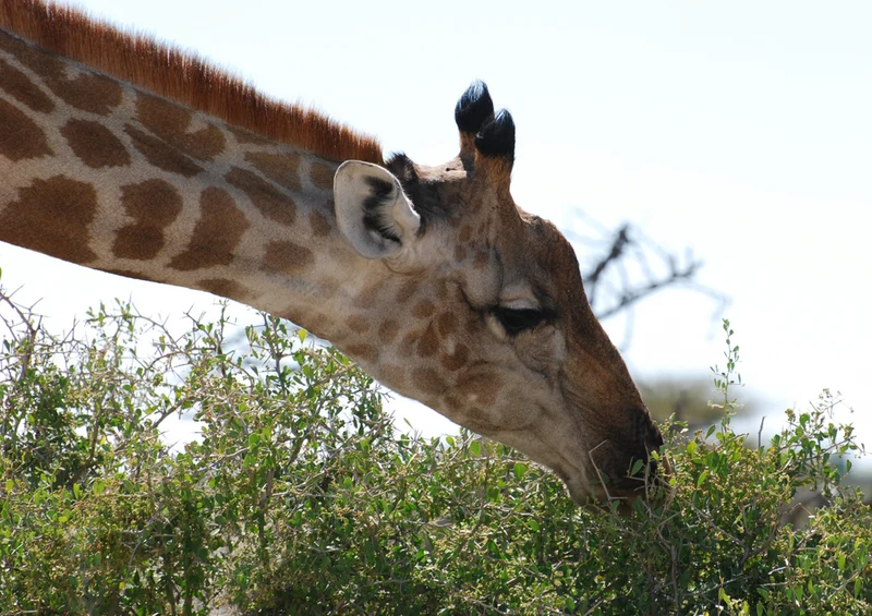 78046 Natur - Giraffe Puzzle