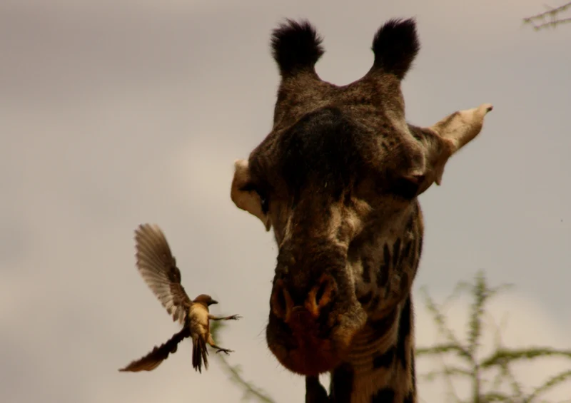 78050 Natur - Giraffe Puzzle