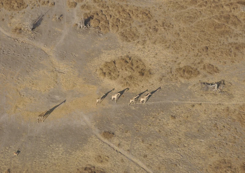 77889 Tierwelt - Giraffen Puzzle