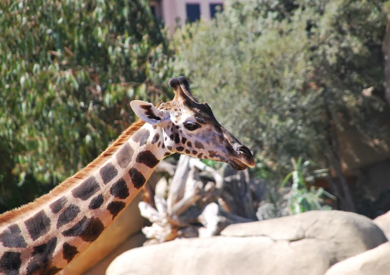77893 Tierwelt - Giraffe Puzzle