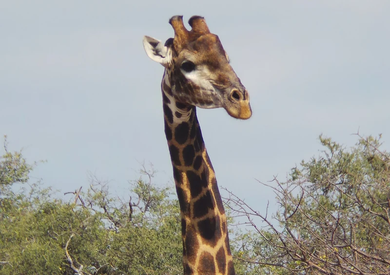 77896 Tierwelt - Giraffe Puzzle