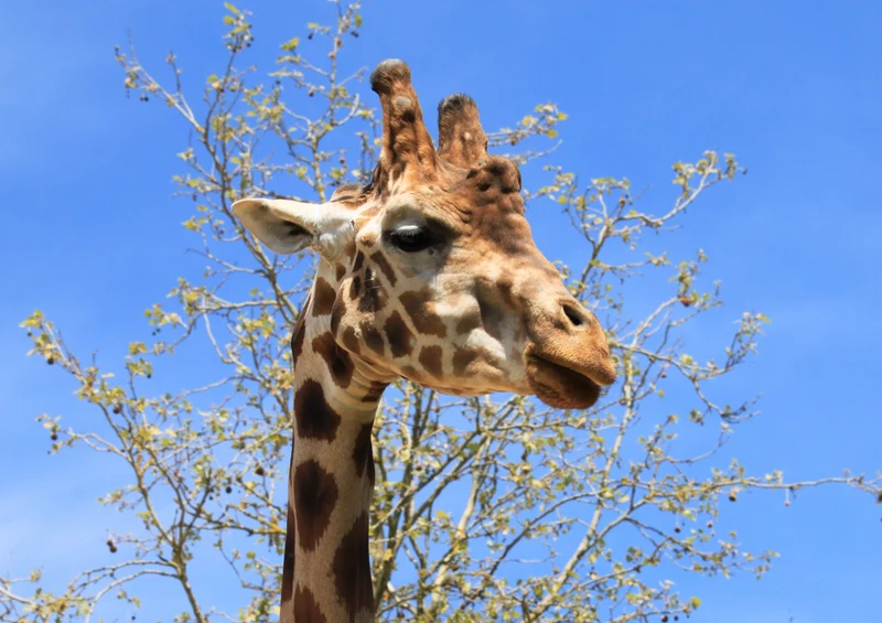 78475 Natur - Giraffe Puzzle