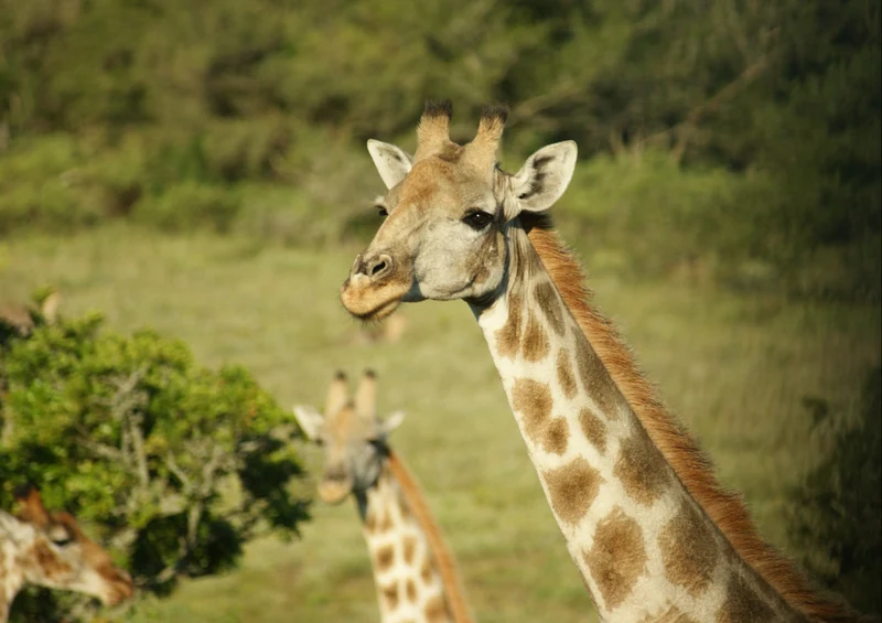 78481 Natur - Giraffe Puzzle