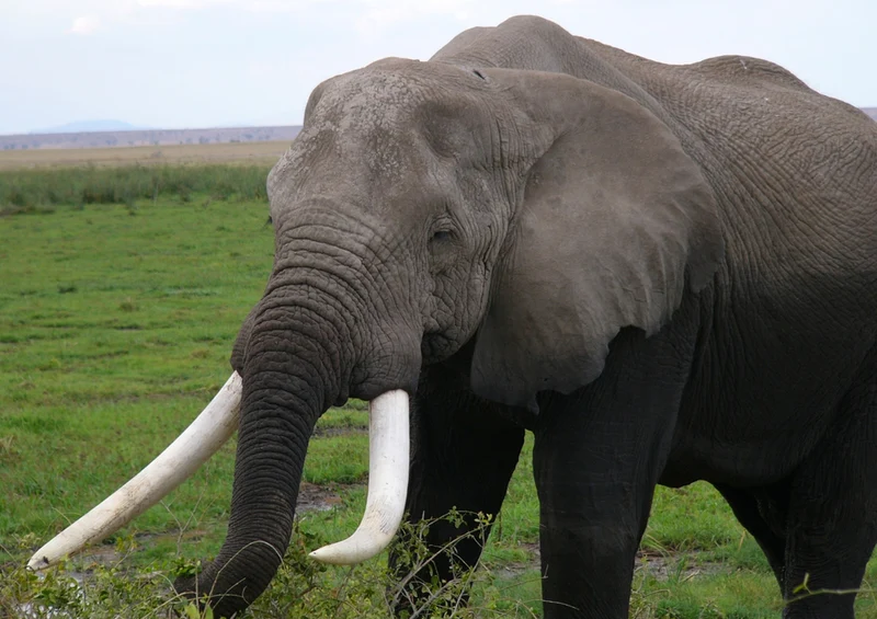 78488 Natur - Elefant Puzzle