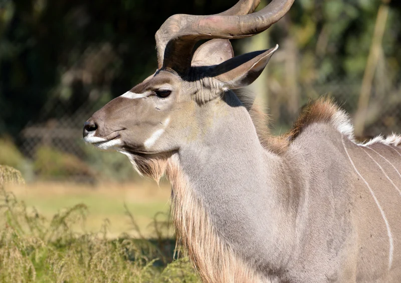 76750 Hintergründe - Antilope Puzzle