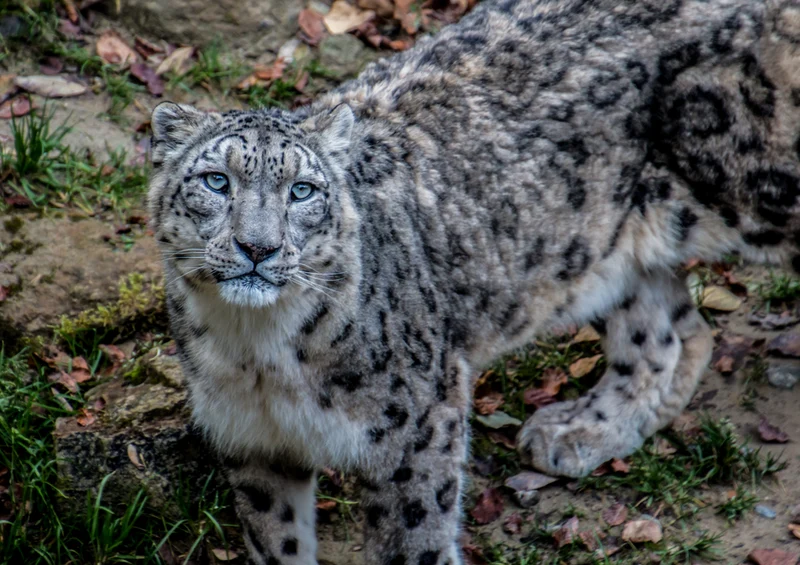 70602 Tierwelt - Leopard Puzzle
