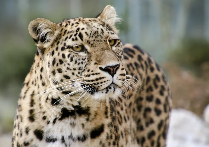 70607 Tierwelt - Leopard Puzzle