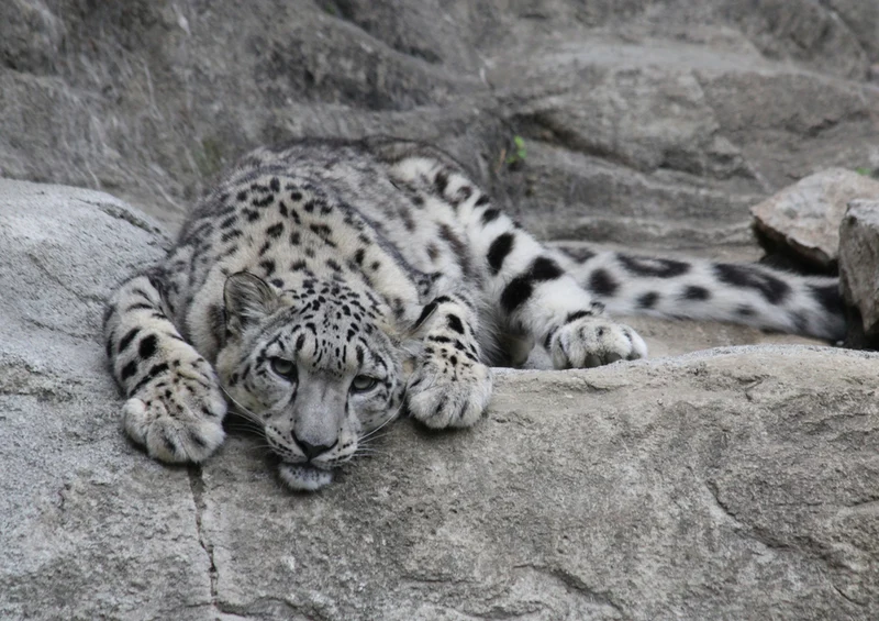 70616 Tierwelt - Leopard Puzzle