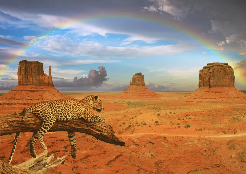 70620 Hintergründe - Leopard Puzzle