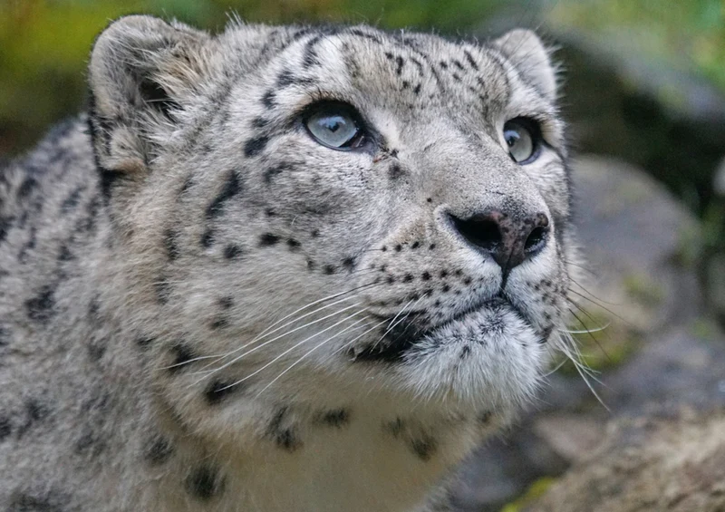 70625 Tierwelt - Leopard Puzzle