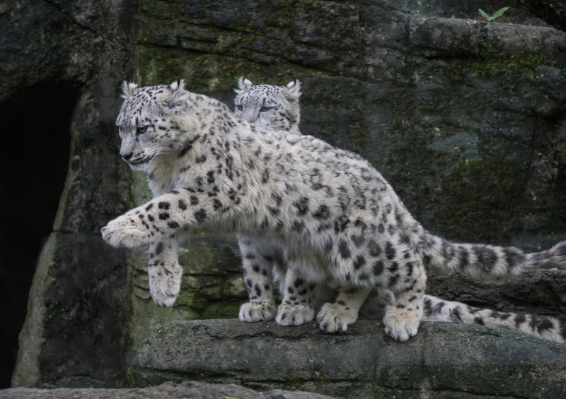 70630 Tierwelt - Schnee-Leopard Puzzle