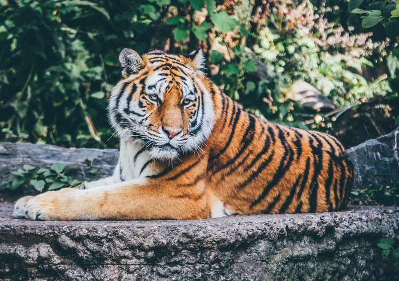 76695 Hintergründe - Tiger Puzzle