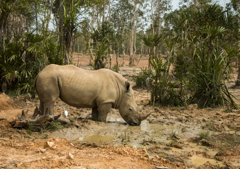 76062 Tierwelt - Nashorn Puzzle