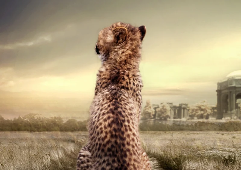 75651 Tierwelt - Gepard Puzzle