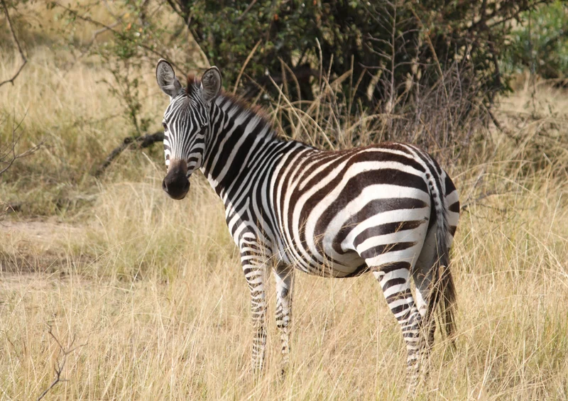 75658 Tierwelt - Zebra Puzzle