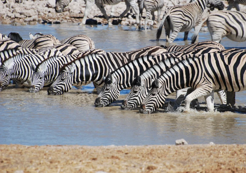 70497 Natur - Zebra Puzzle