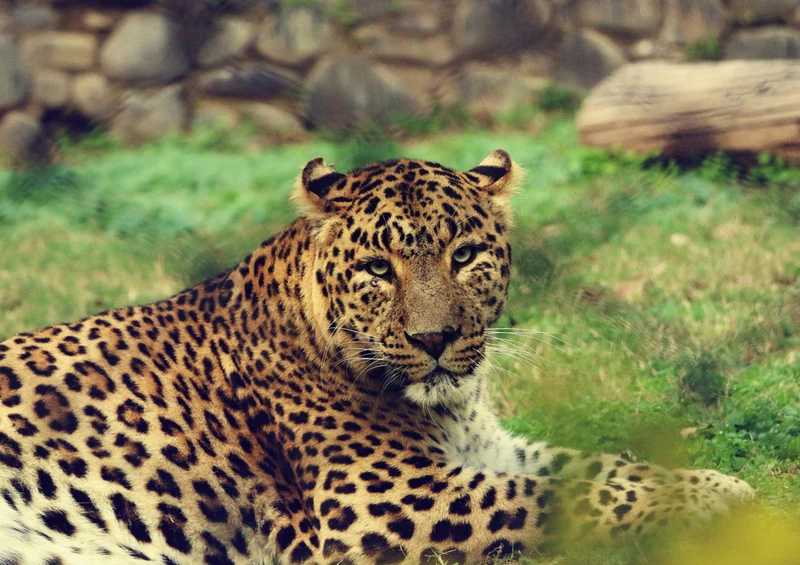 75662 Tierwelt - Leopard Puzzle