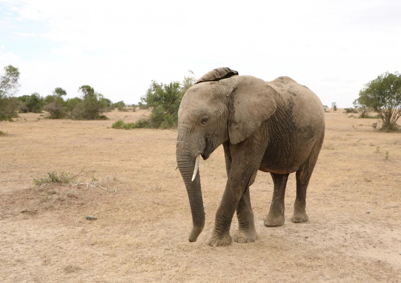 75895 Tierwelt - Elefant Puzzle