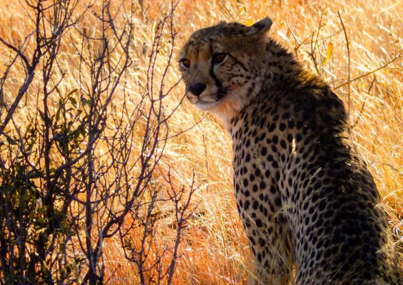 75905 Tierwelt - Gepard Puzzle