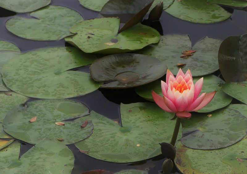75920 Natur - Teich Puzzle